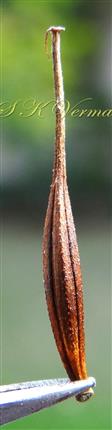  Cypsela (one pappus awn fallen)